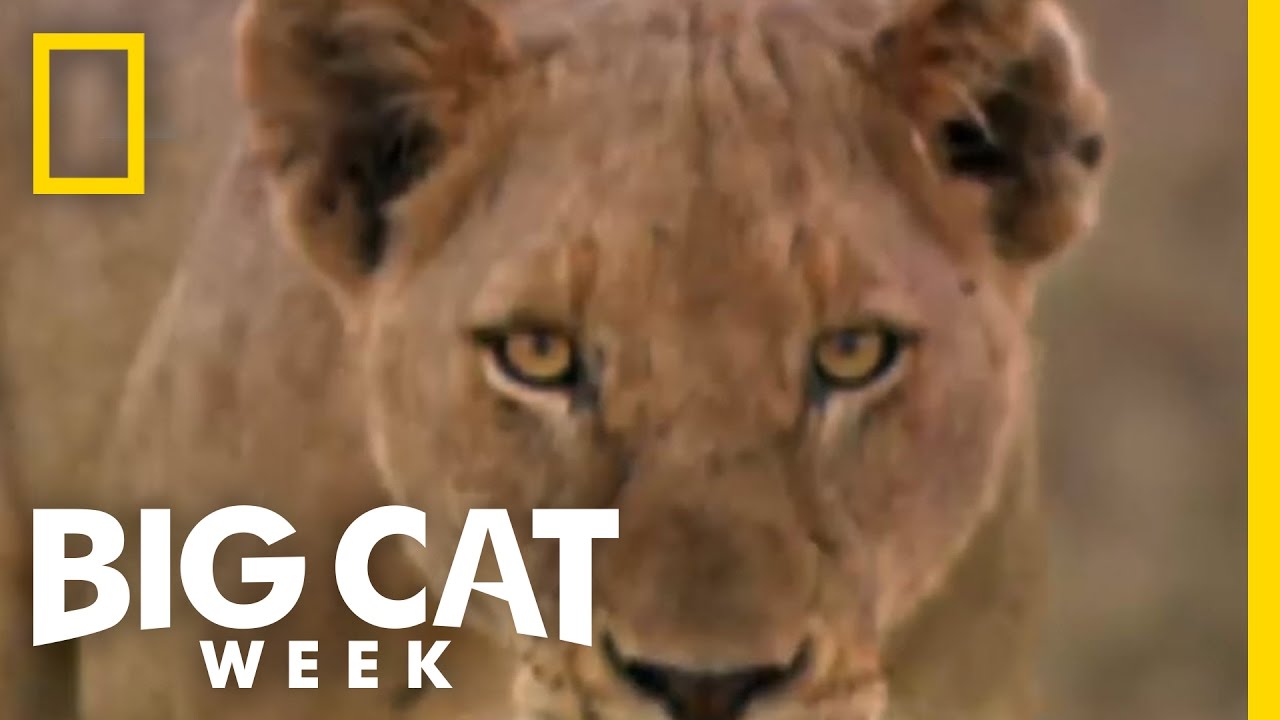 Trailer | Big Cat Week