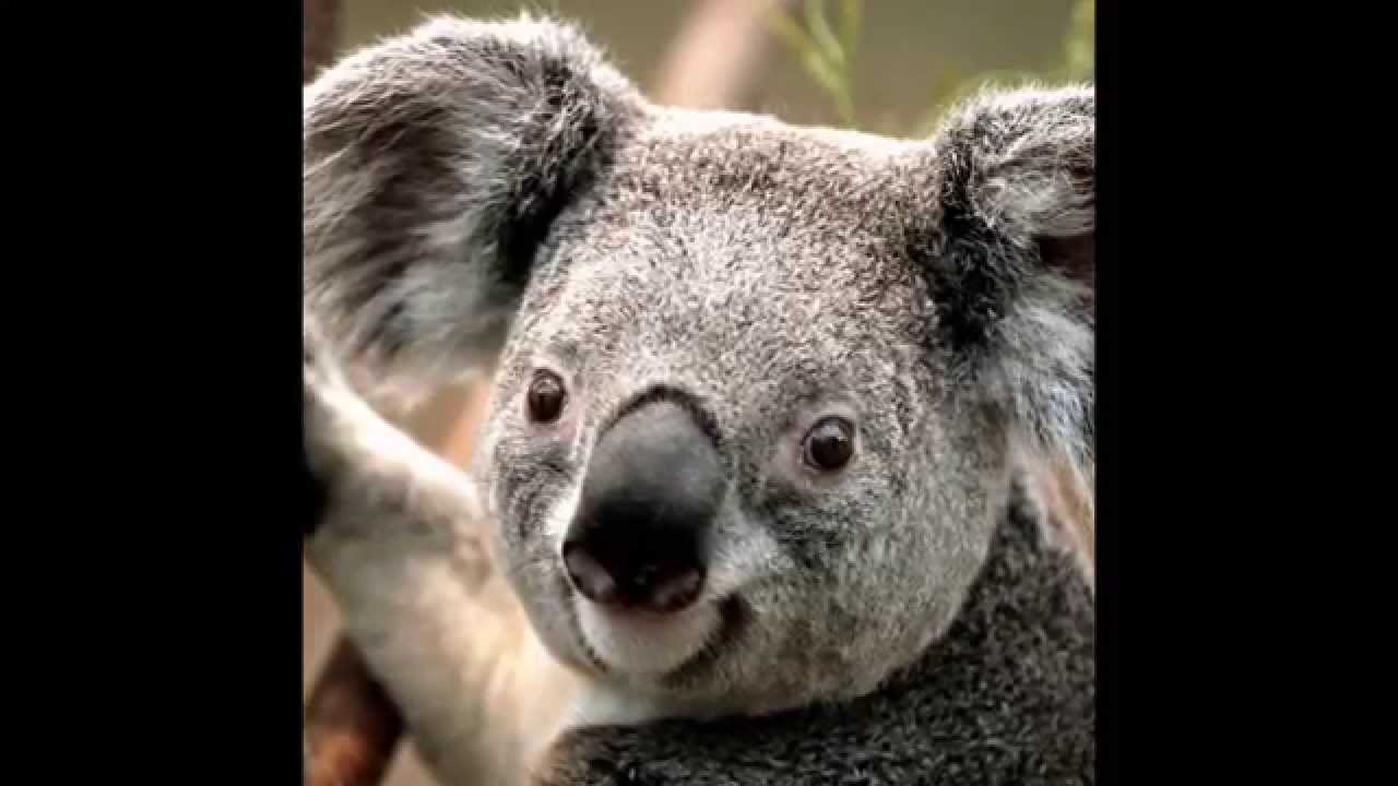 save the wild