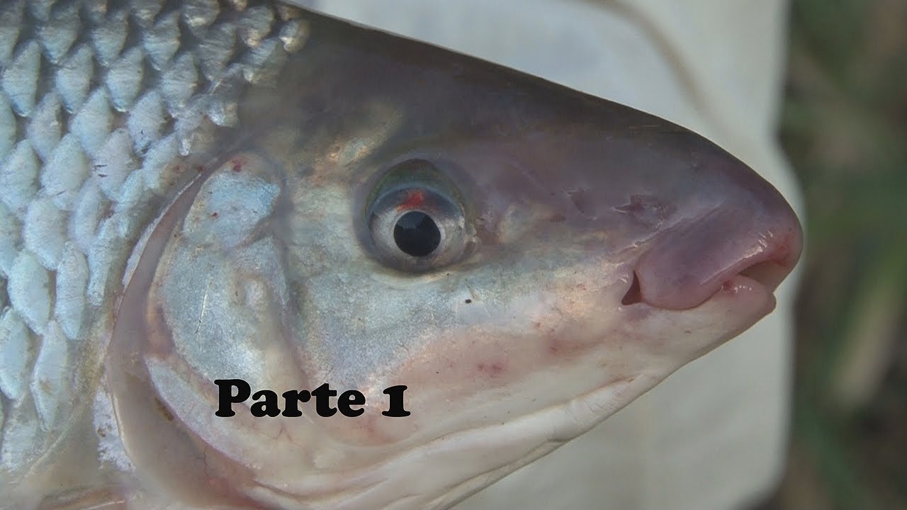 COMO CHEGAR NO PONTO DE PESCA NO RIO CORUMBATAÍ