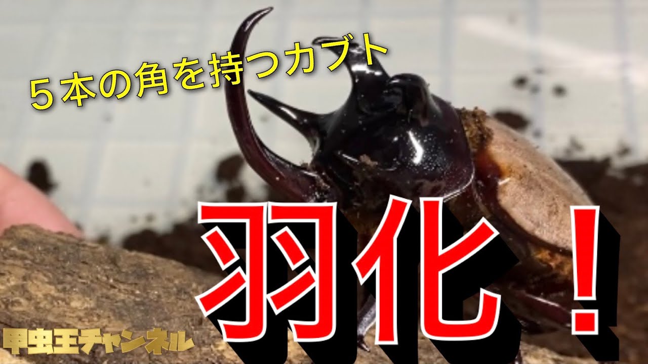 甲虫王チャンネル　第84話　５本の角を持つカブト、ついに羽化！