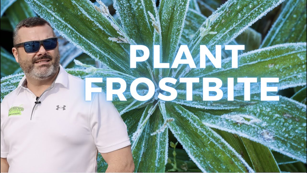 Plant Frostbite