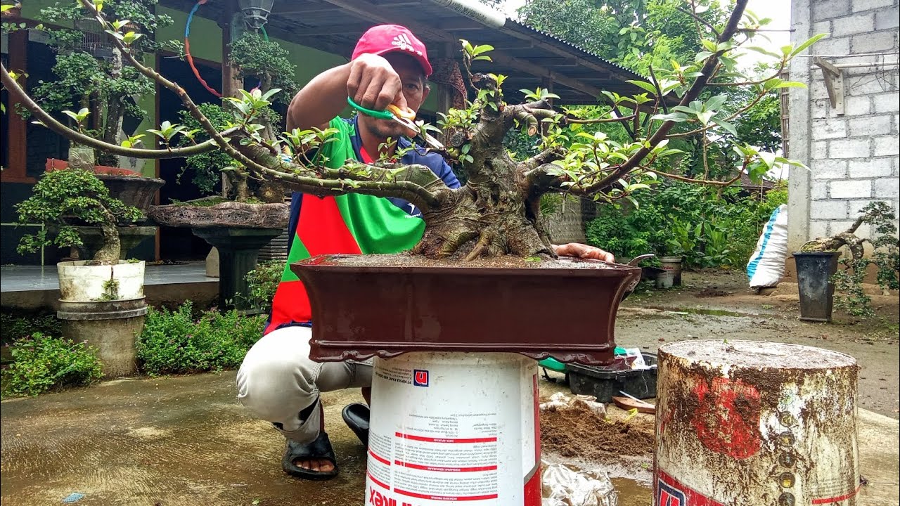 Angkat dari ground bahan bonsai loa bogel 