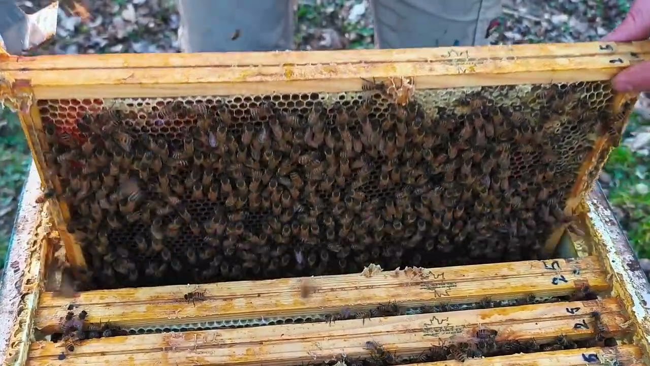 Jak rozwijają się rodziny na przedwiośniu? Kontrola cz.2