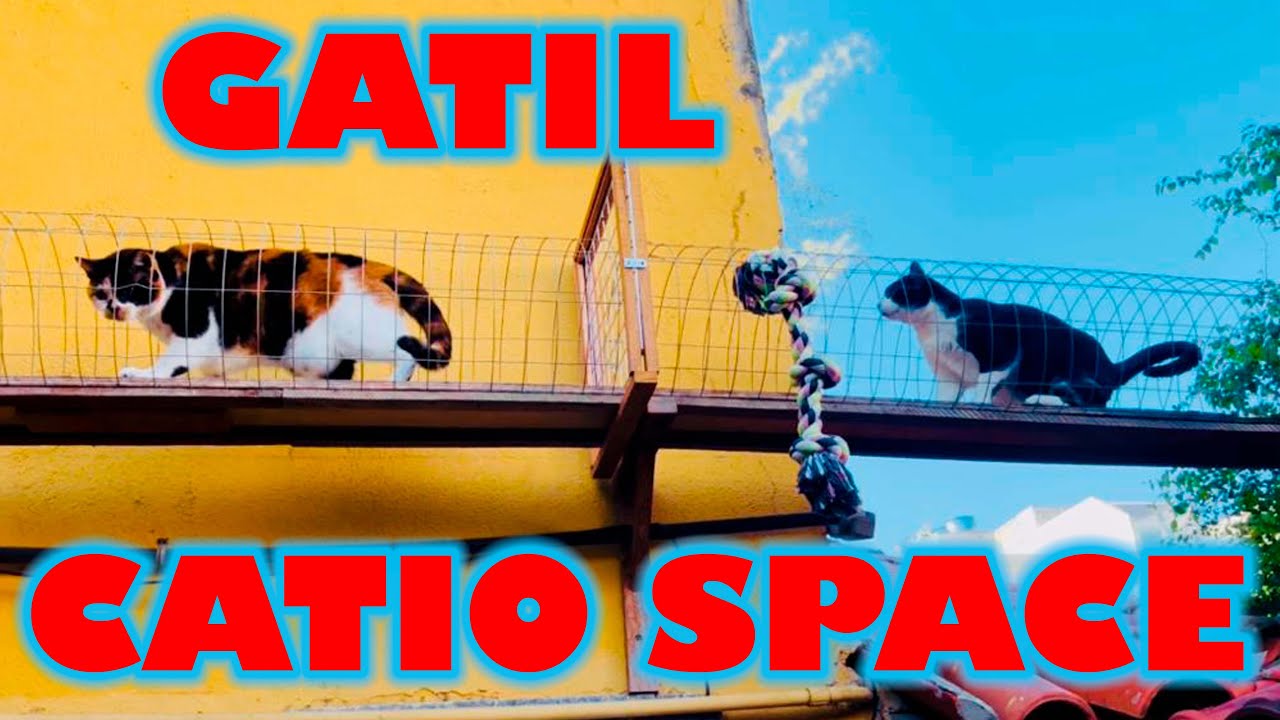 GATIL COM PASSARELAS PELA CASA! (CATIO SPACE)
