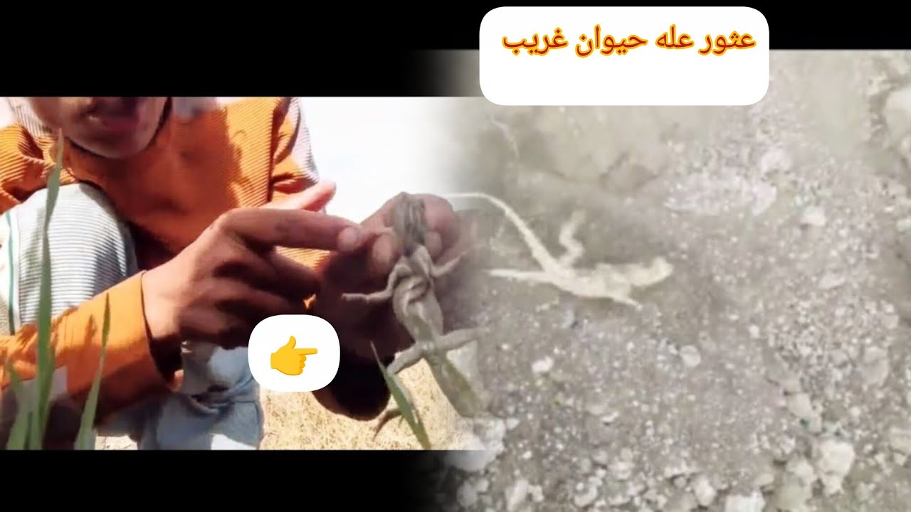 مخاطره ليليه عثرت على ضب في الصحراء المغامر سجاد 