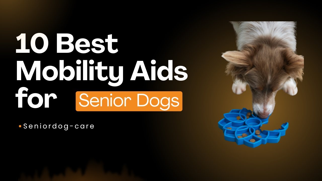 10 Best Mobility Aids for Senior Dogs