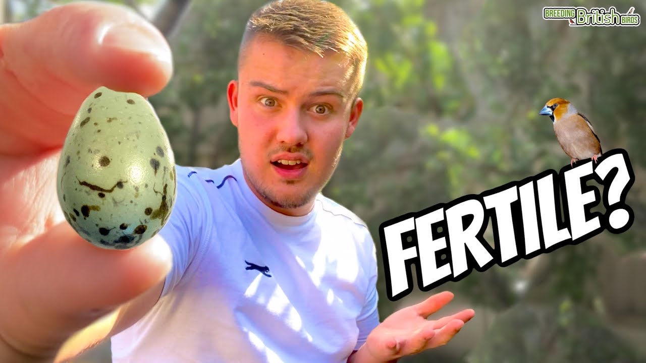 BABY HAWFINCHES?! | Breeding British Birds S2:Ep11