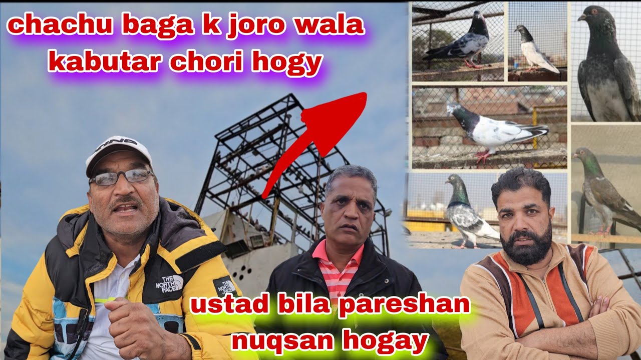 Chachu baga k 4 joro waly kabutar chori hogay shoq barbad joro ka ustad bila pareshan 