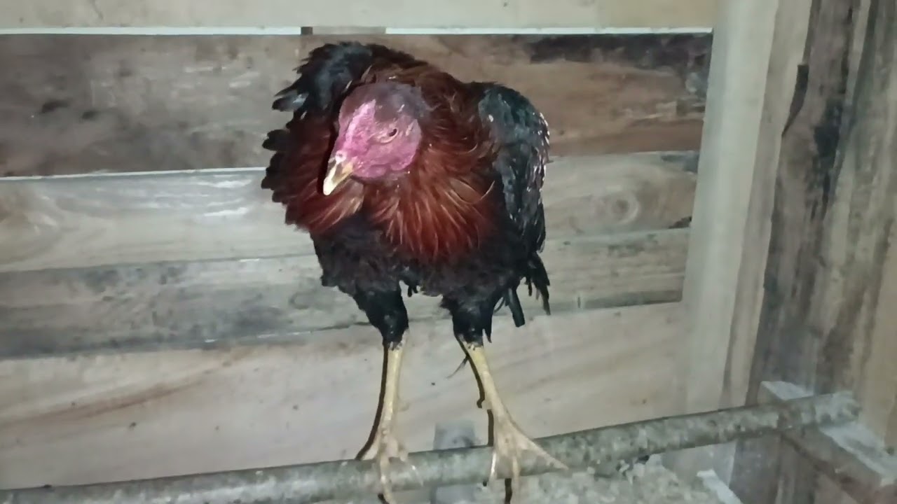 Horozlara Salma Yaptım. Uçmamış Nisan ve Mayıs Yavrusunu Denedim.
