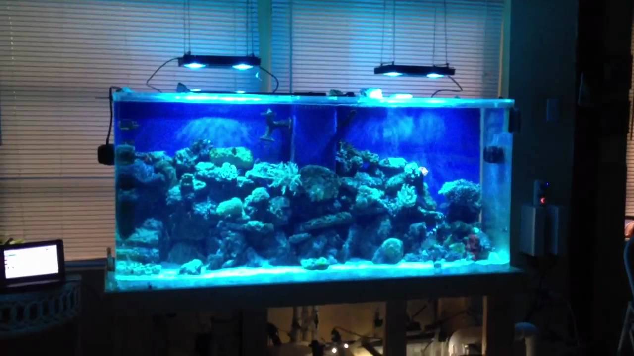 Eco Tech Radion xr30w demo mode