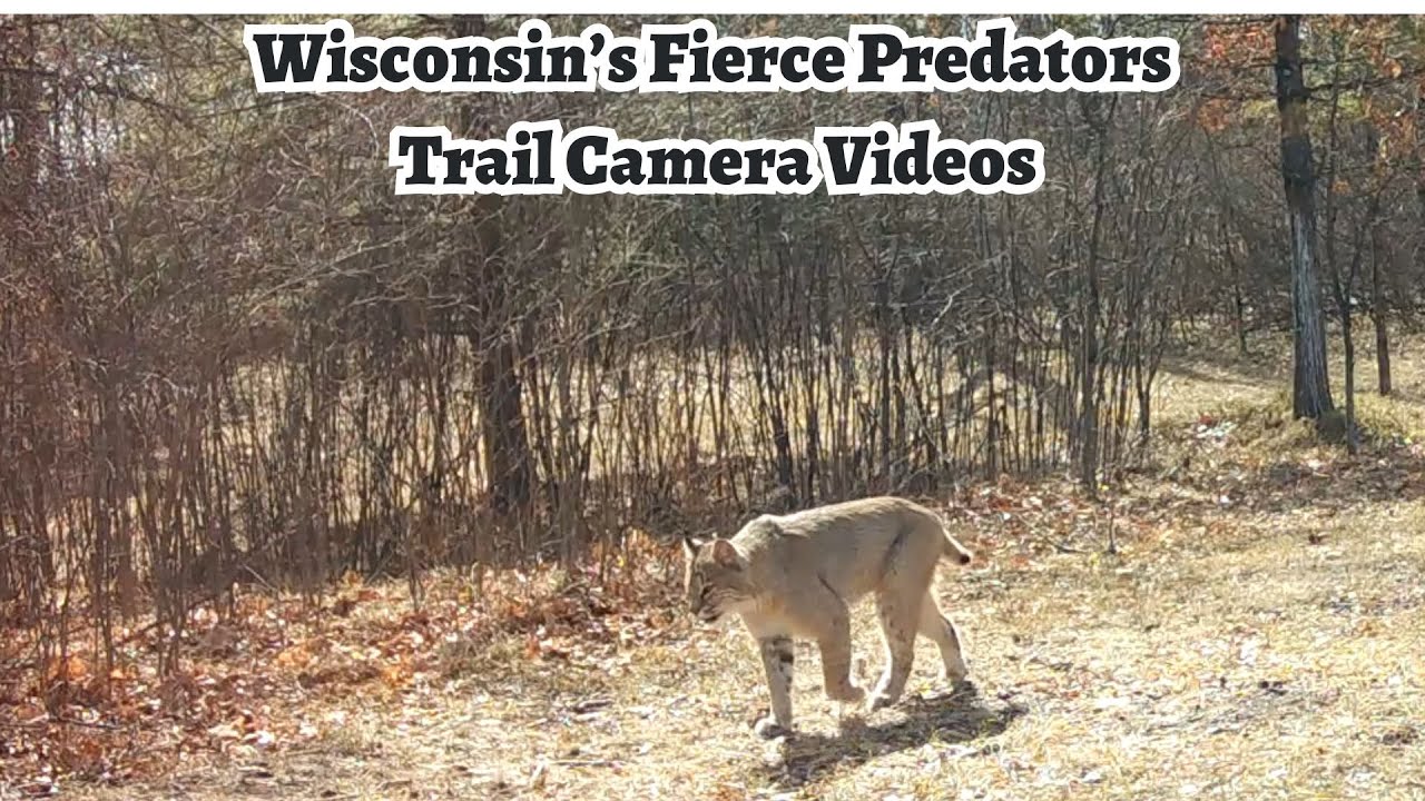 Unveiling Wisconsin's Fierce Predators! (Trail Cam Videos)