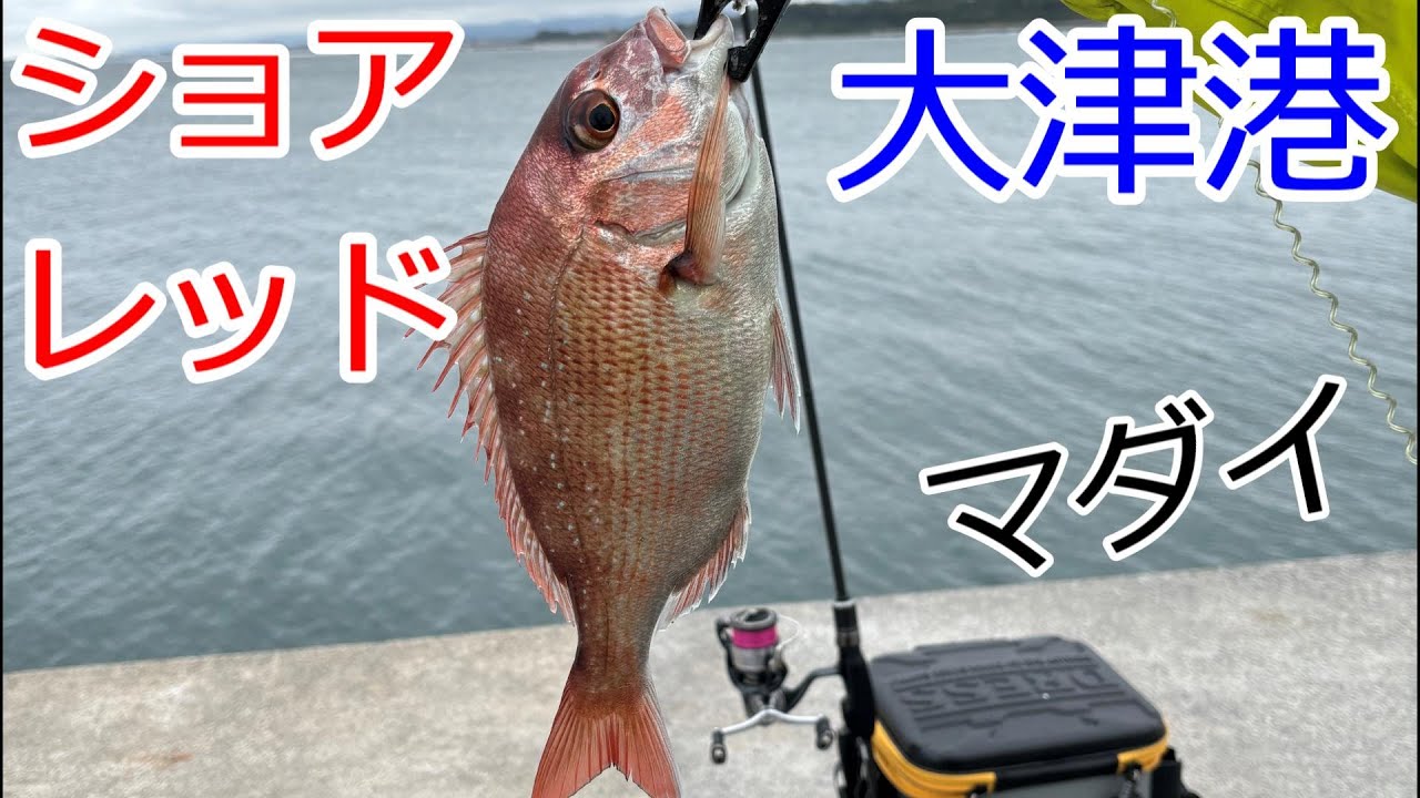 ショアレッド　小サバ入れ食い　スーパーライトショアジギング　茨城県　大津港　ライトゲーム　カマス　サバ　マダイ　ヒラメ　SLS