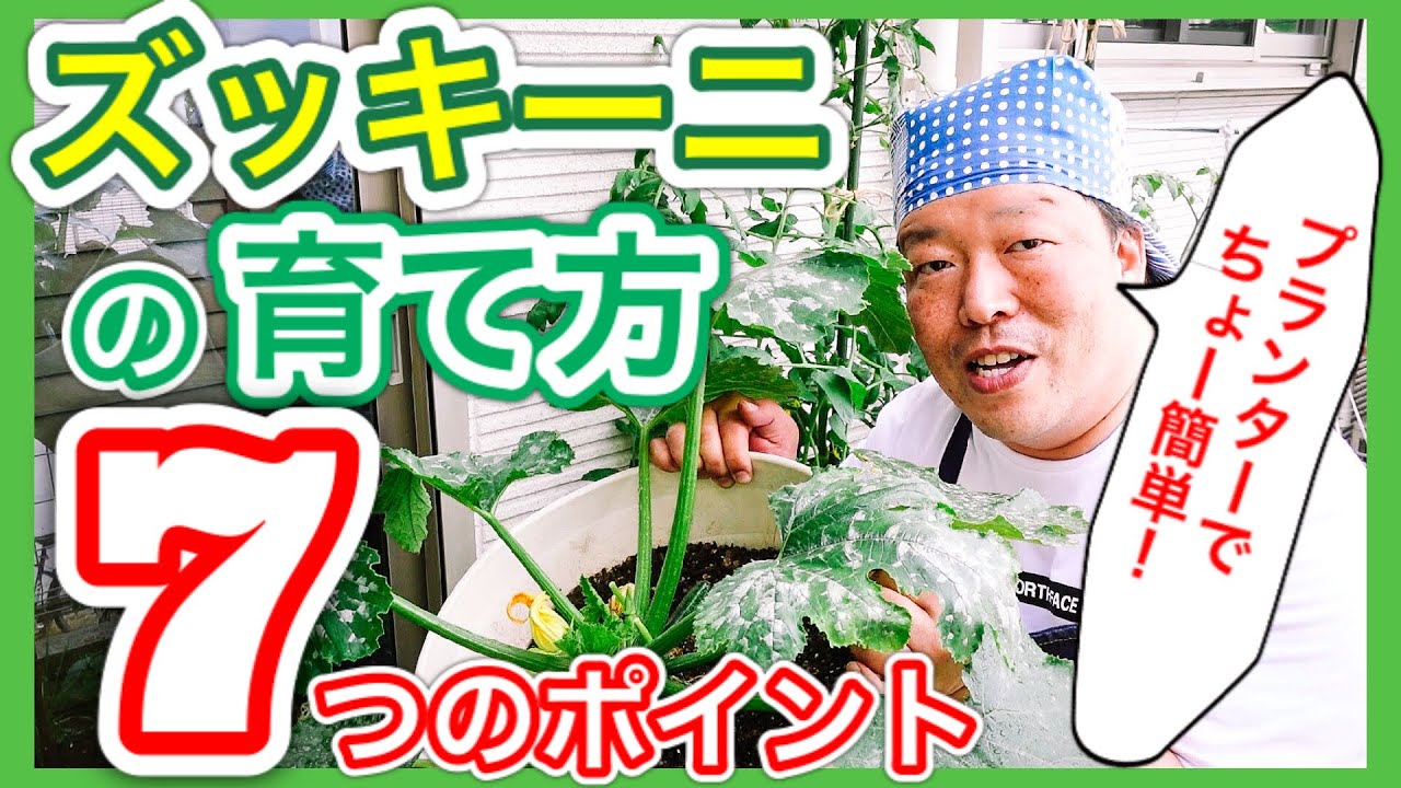 【ズッキーニの育て方】ちょ～簡単！7つのポイント！　～狭い庭で家庭菜園～