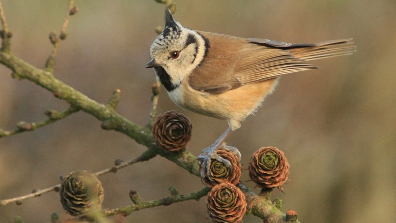 chants et cris des mésanges huppées et bleues HD -Calls & songs crested & blue tits