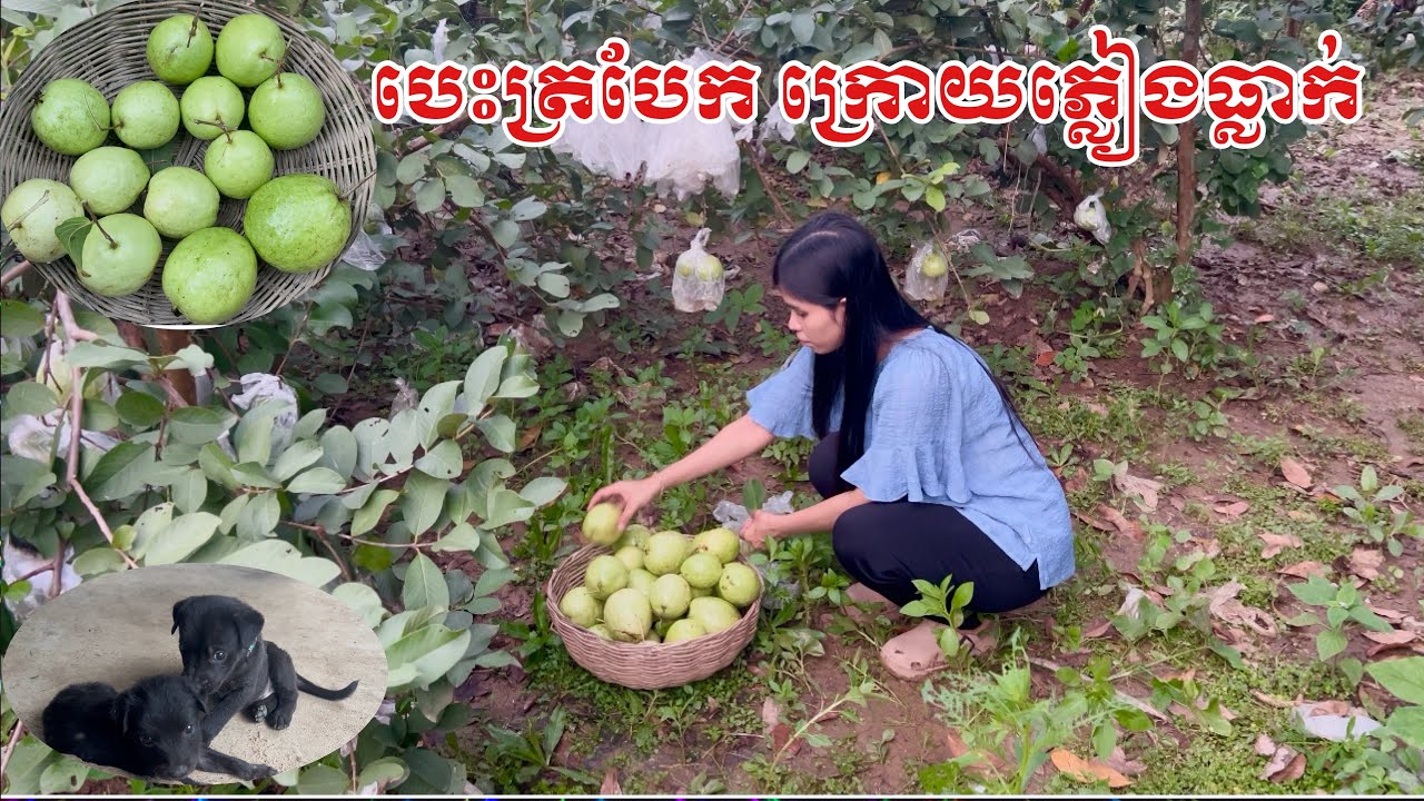 បេះត្របែកក្រោយភ្លៀងធ្លាក់