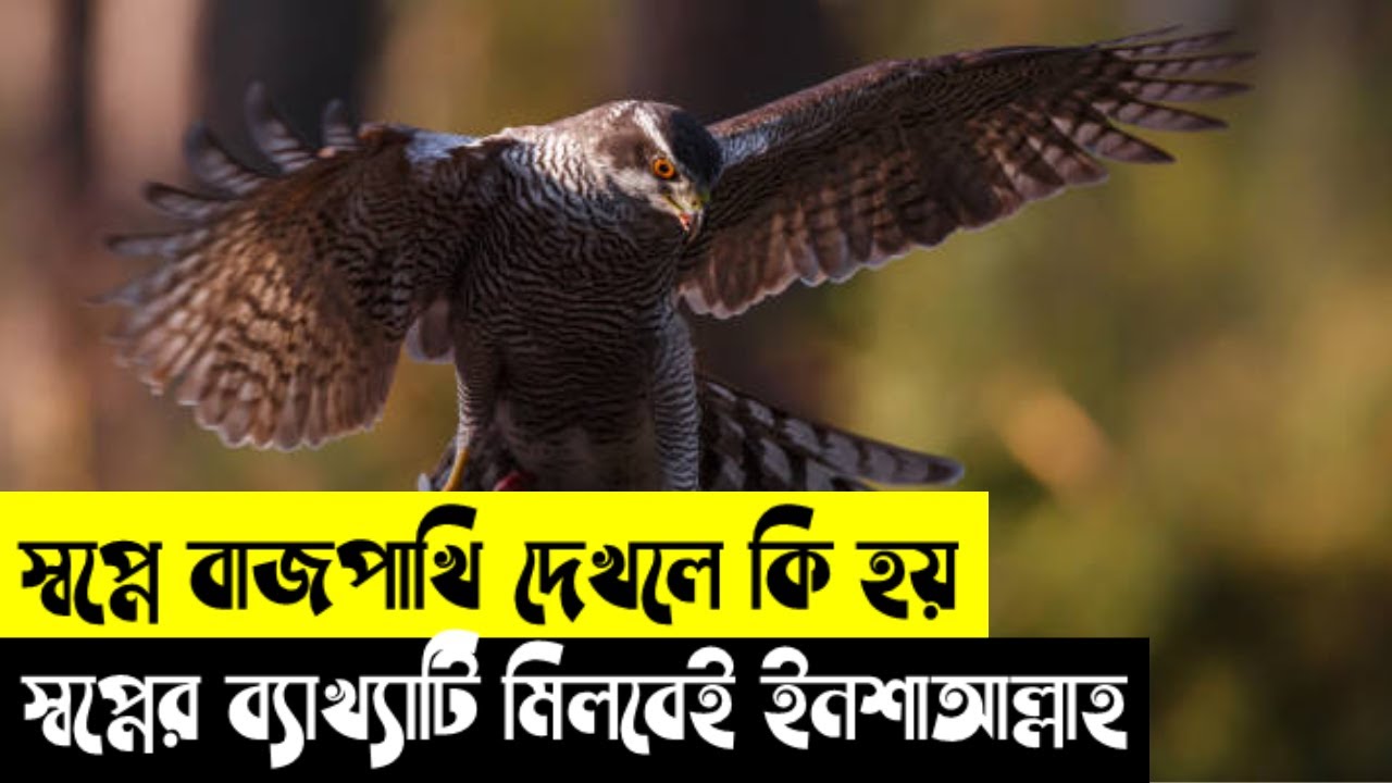 স্বপ্নে বাজপাখি দেখলে কি হয় | স্বপ্নে বাজপাখি ধরলে কি হয় | স্বপ্নে বাজপাখি দেখার ইসলামিক ব্যাখ্যা