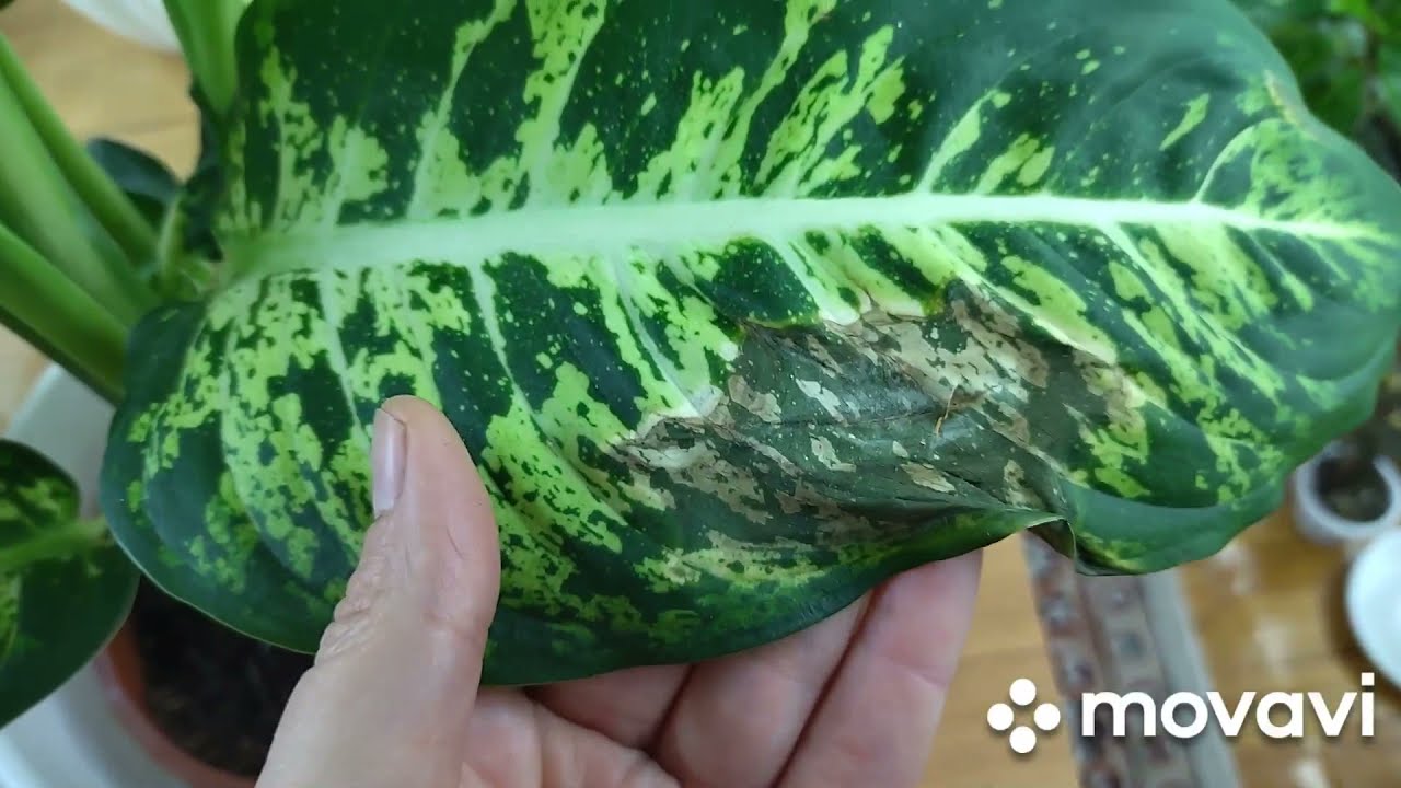 Комнатные растения из цветочного магазина. . Что я делаю после покупки Голландских цветов.