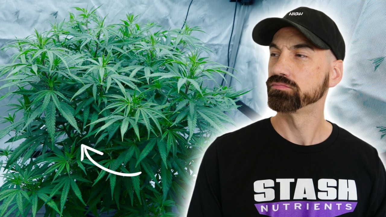 Why I'm Growing a Mother Plant Like This&hellip;