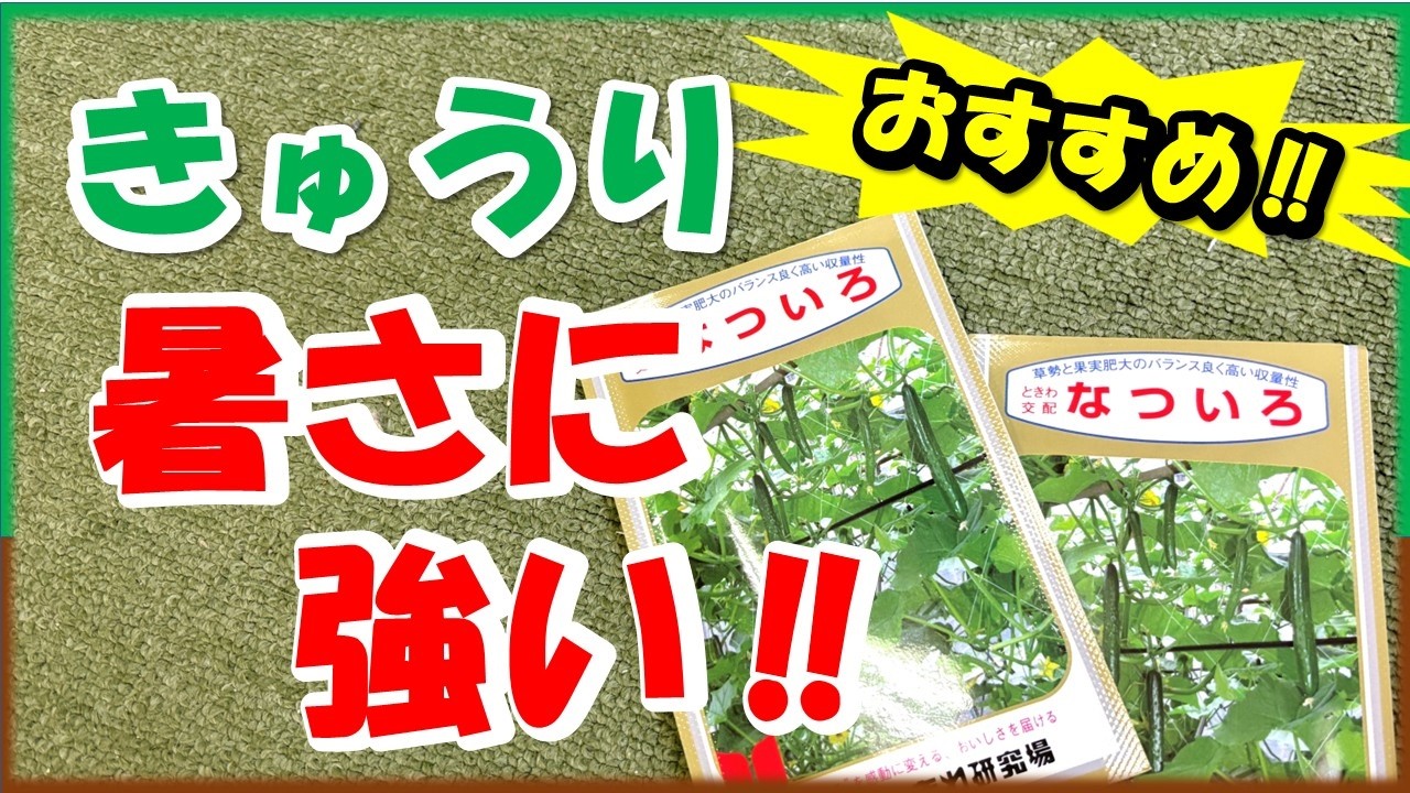 そろそろご準備を！今年イチオシのきゅうり品種