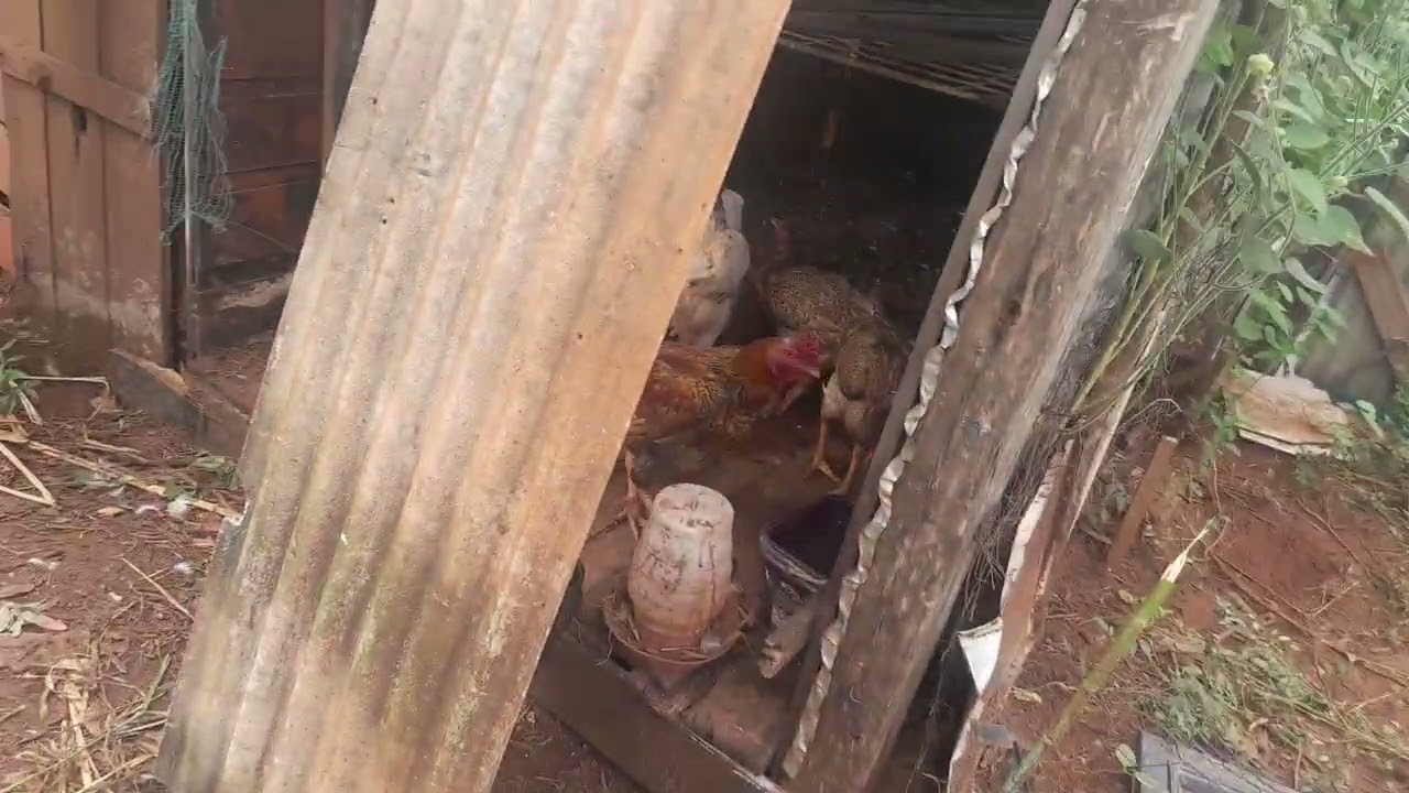 Minha chácrinha tá cheio de vidas.em Deus 