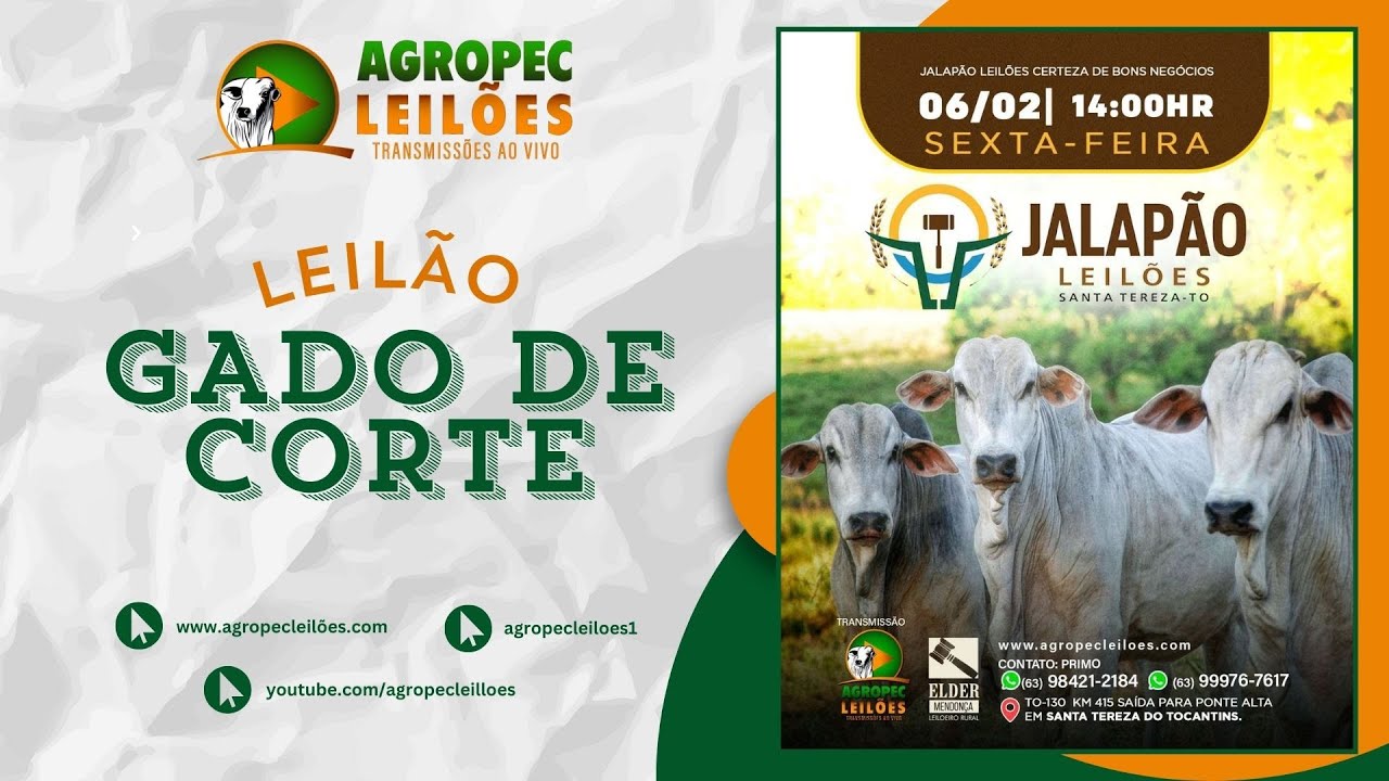 Agropecleiloes.com LEILÃO GADO DE CORTE  | JALAPÃO LEILÕES - SANTA TEREZA-TO| 06/02/2026.