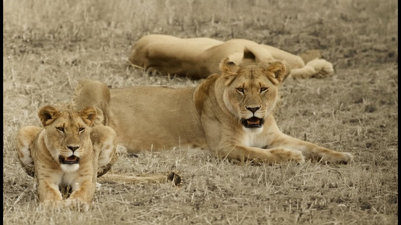 Safari, the movie about Simba the Lion (1928) Directed by Martin & Osa Johnson