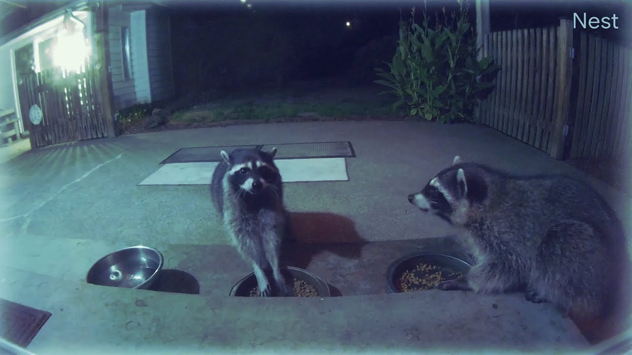 Raccoons get some late night munchies on our patio porch! (OWL 2737)