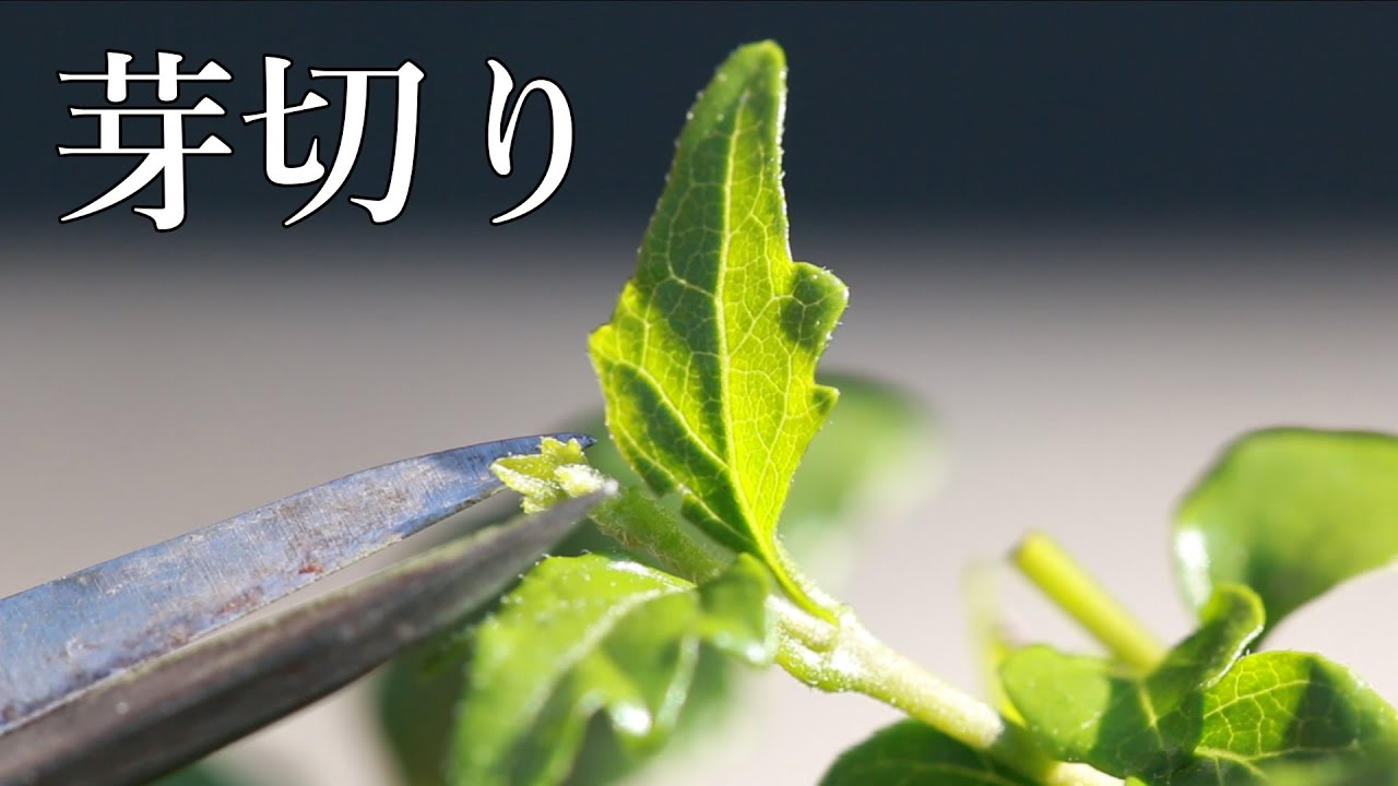 美しい盆栽が出来る理由　毎日の作業