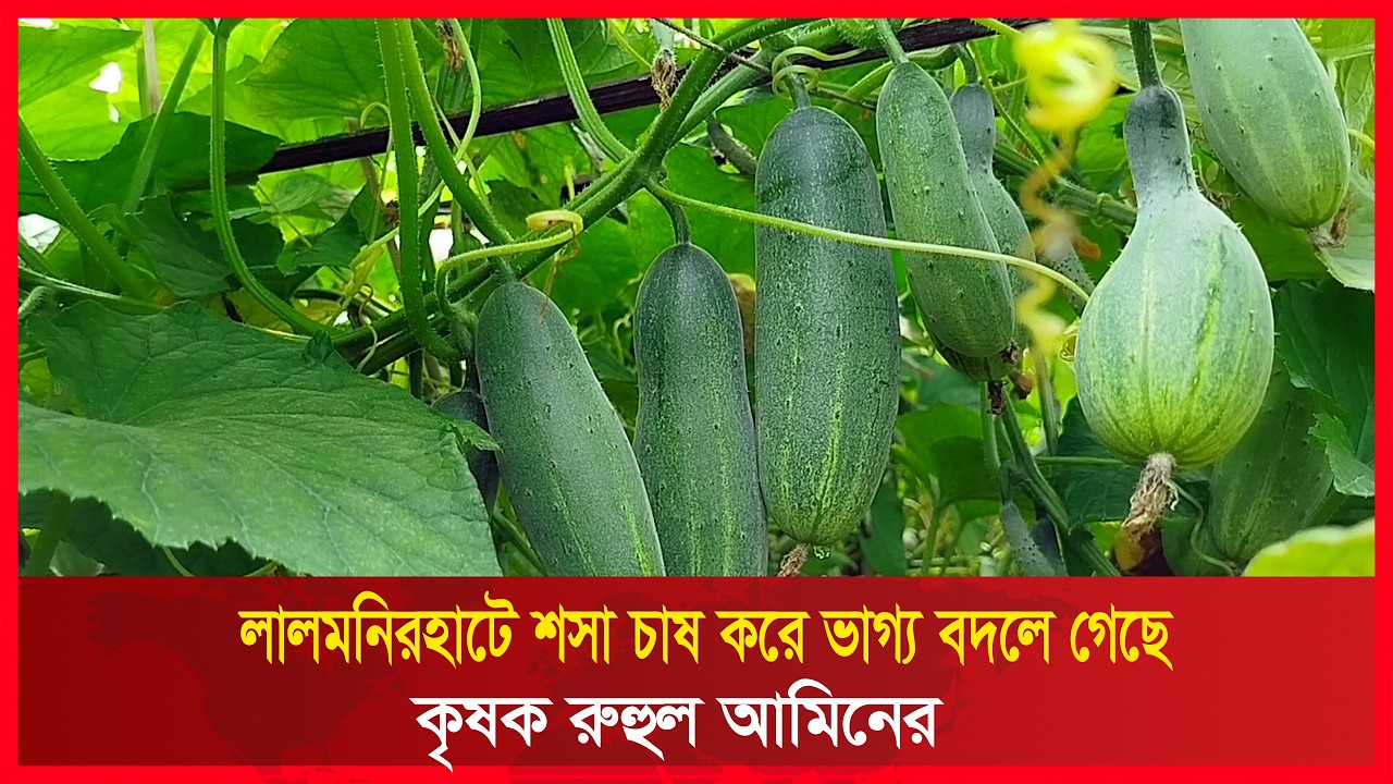 লালমনিরহাটে শসা চাষ করে ভাগ্য বদলে গেছে কৃষক রুহুল আমিনের | RCTV NEWS