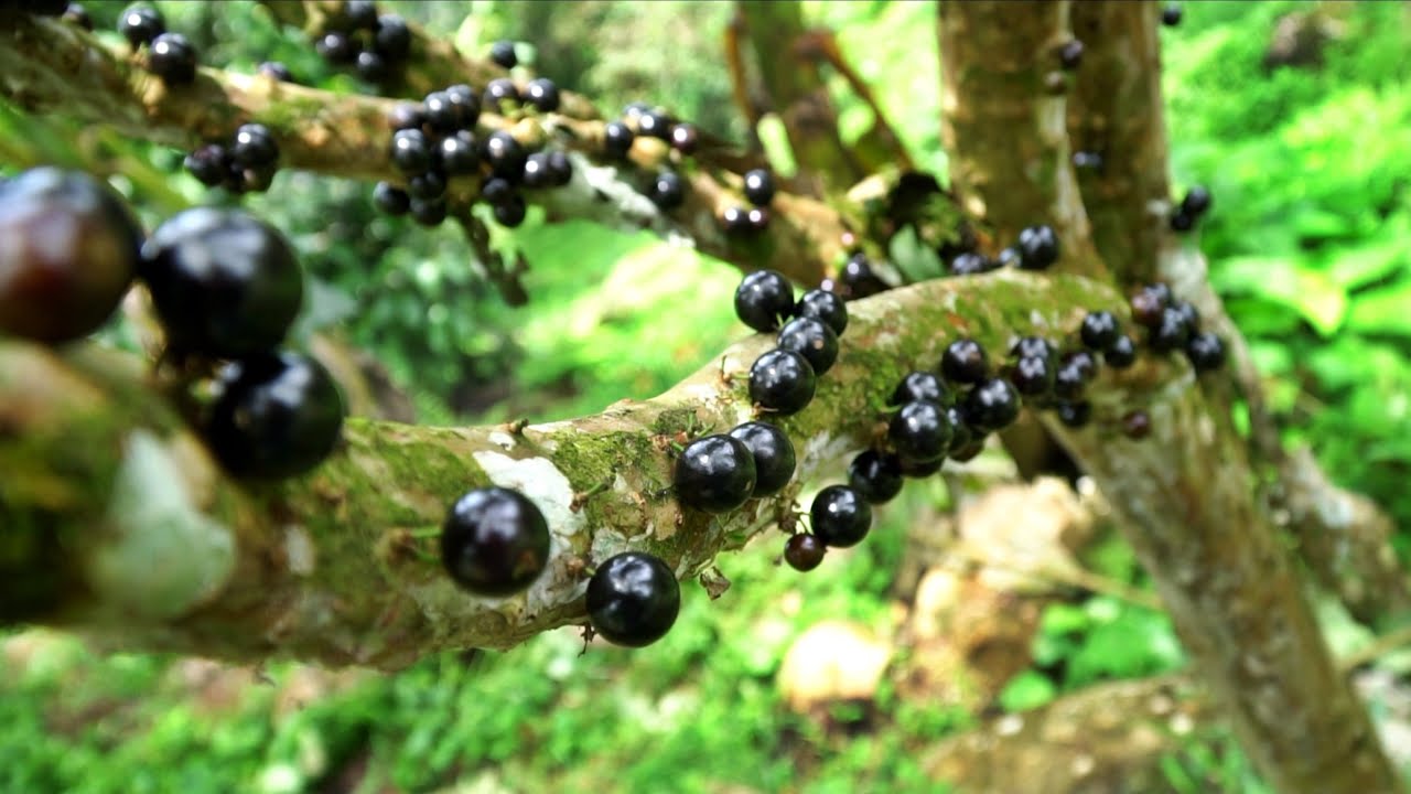 Permaculture Paradise Costa Rica: Rare Fruits, Native Bees + More