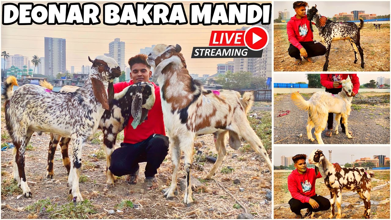 DEONAR BAKRA MANDI LATEST UPDATE 2026 || FRIDAY LIVE MARKET ||