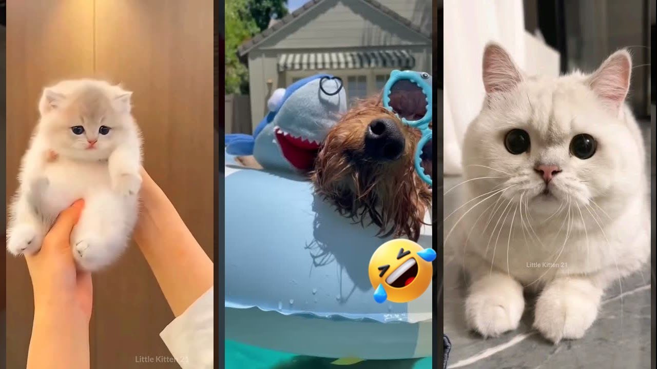 Cat Lover 🙀 funny cats moments 🐈‍⬛ #FunnyCats Part 5507