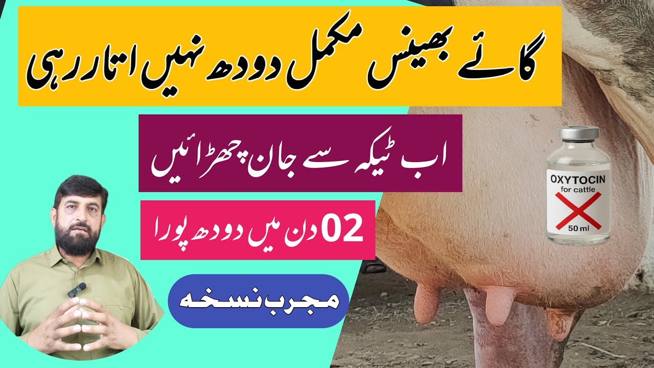Gaye Bhains Doodh پورا Nahi Deti Aur اتارتی Nahi | Milk Letdown Problem | Best Herbal Treatment 
