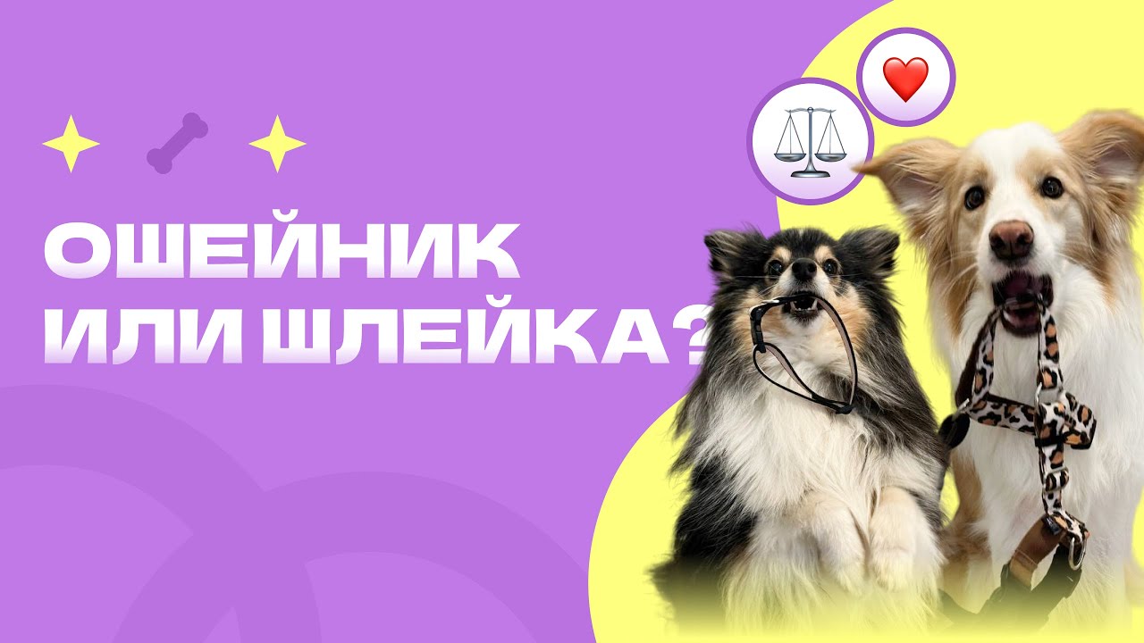 КИНОЛОГ: ОШЕЙНИК или ШЛЕЙКА? Что лучше для собаки?