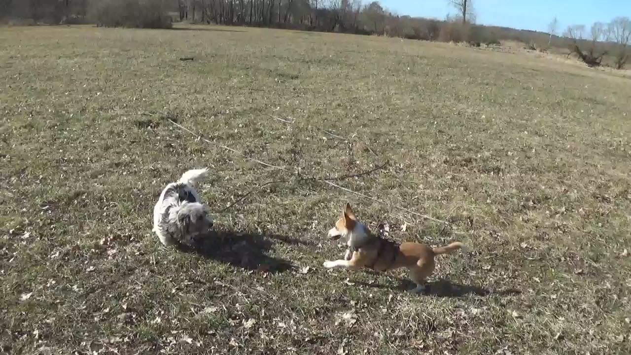 Zwei 