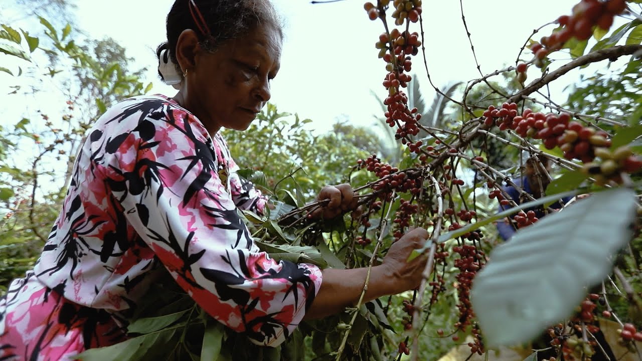 Café Apuí - Amazônia Legal 01x13