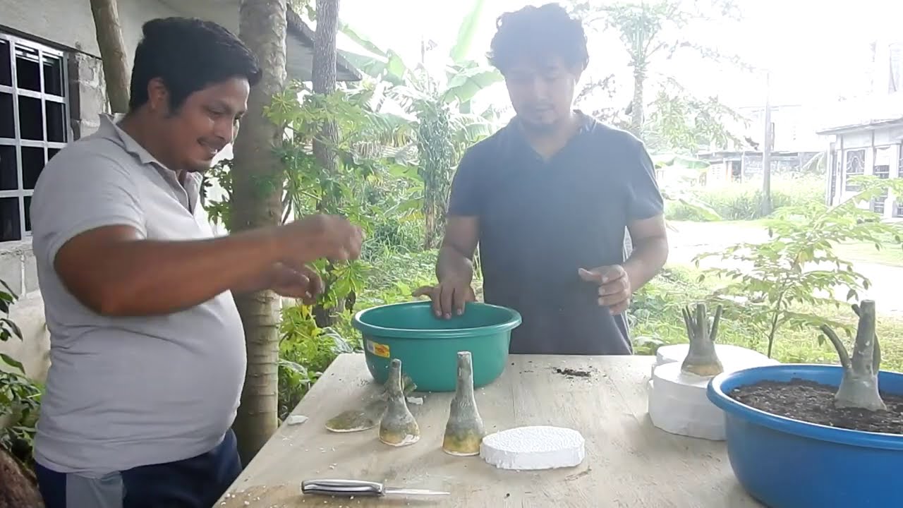 como generar raíces radiales en adenium