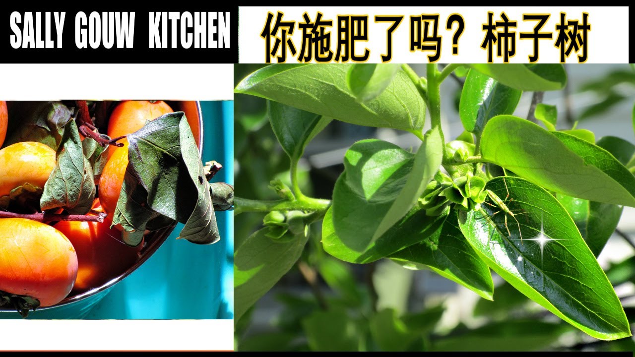 Time To Fertilize Persimmon's Tree/ Sharing Spring Persimmon's Trees In My Backyard/2015年春天来了你施肥了吗？