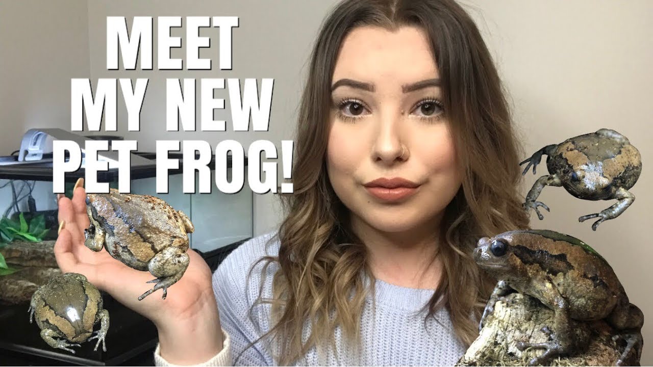 I GOT A NEW PET! Meet Sandwich - The Chubby Frog