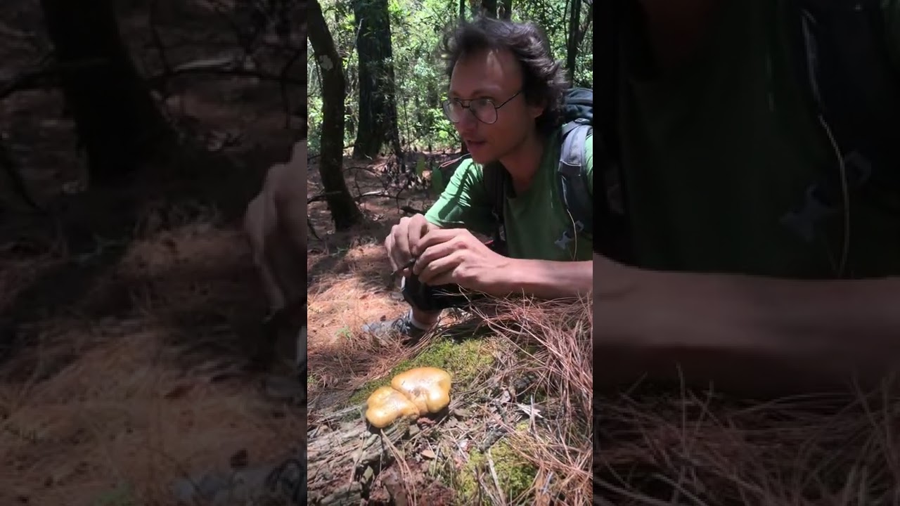 Neolentinus lepideus (ocoyolote-hongo de trueno)