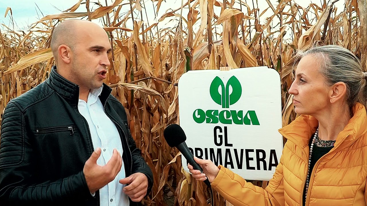 OSEVA Perełki odmianowe 2021 @DniKukurydzy