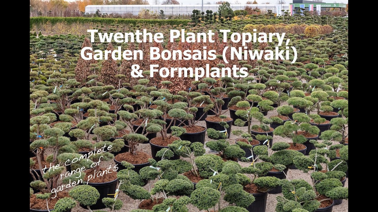 Twenthe Plant Topiary, Garden Bonsais (Niwaki) & Formplants