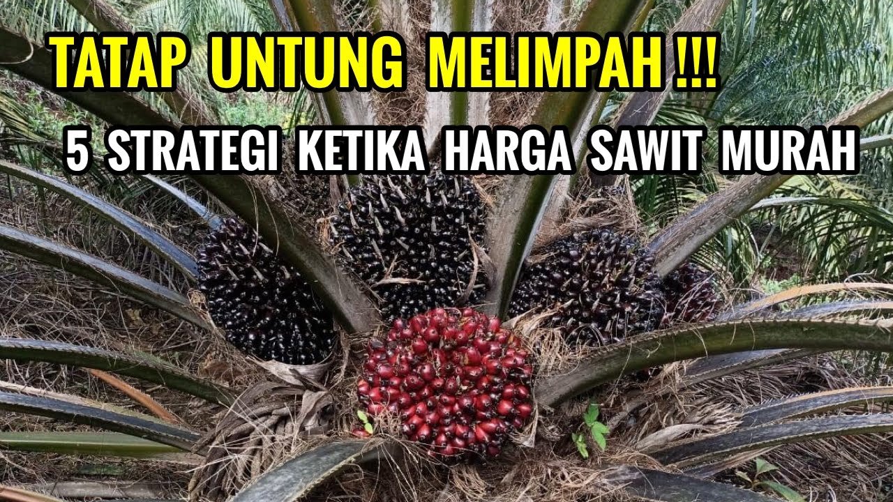 Petani tetap bisa untung meski harga sawit murah! Terapkan 5 Strategi ini di kebun sawit anda