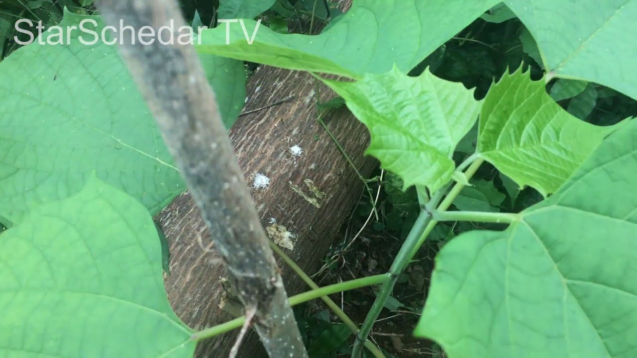 Revisiting and pruning the gmelina plants / Off grid living ep 7  | StarSchedarTV