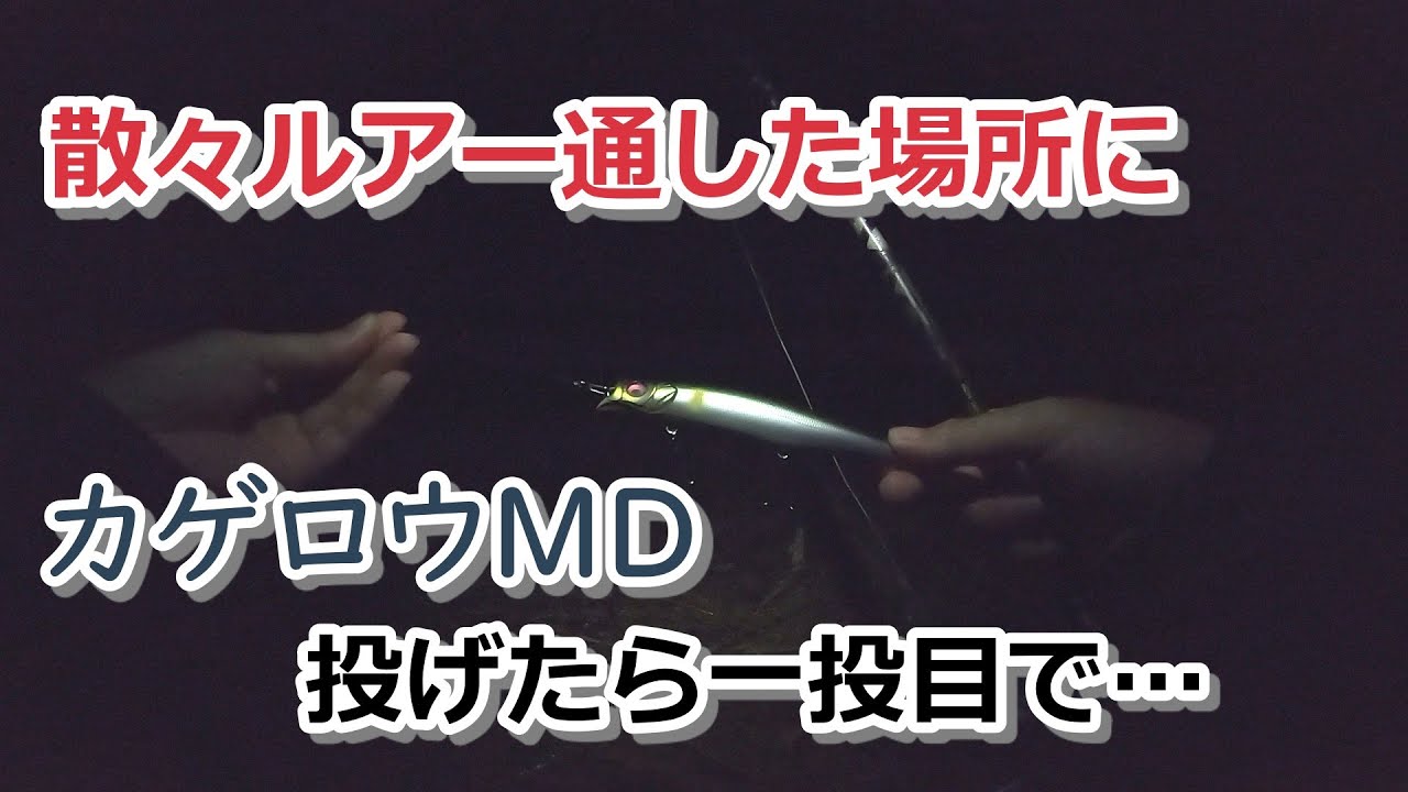 人気シーバスルアー カゲロウMD125F(KAGELOU MD125F)投げたら1投目で&hellip;【2021年11月13日】