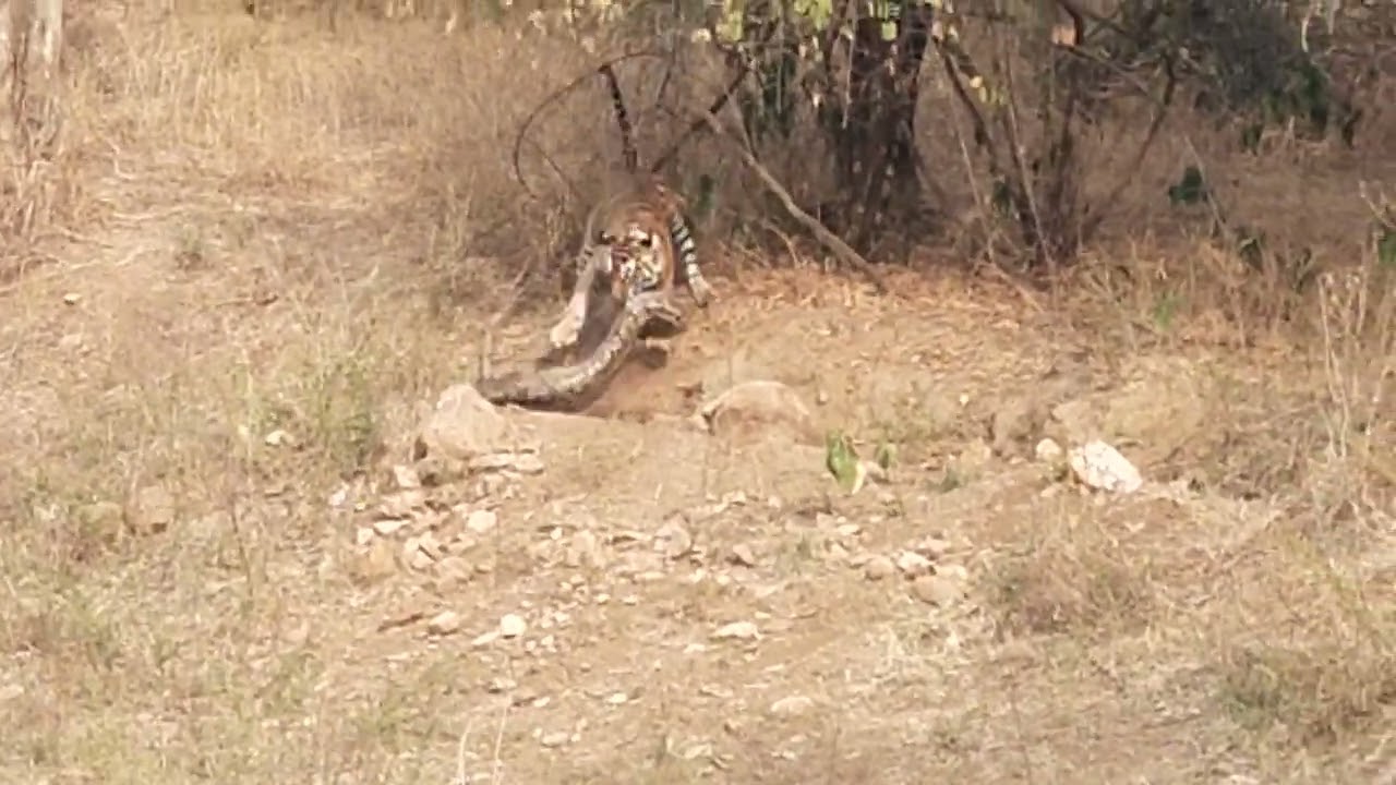 St 30 tigers hunt paython in Sariska tiger reserve rajsthan 🐅#sariska #sariskanationalpark