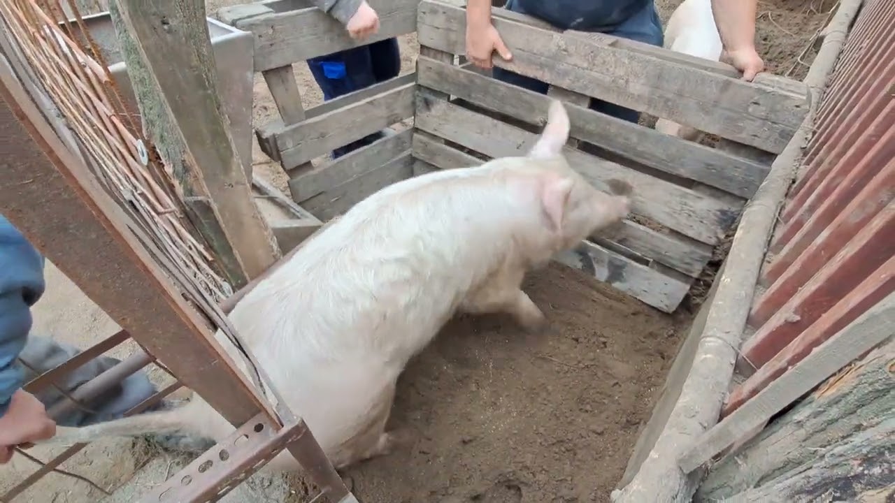 Disznórekesztés !!