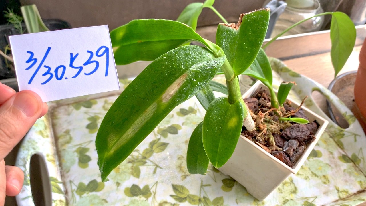 【園藝539】3月30日(一)蝴蝶蘭出現了新葉子今年注意太陽葉子才不會曬傷！