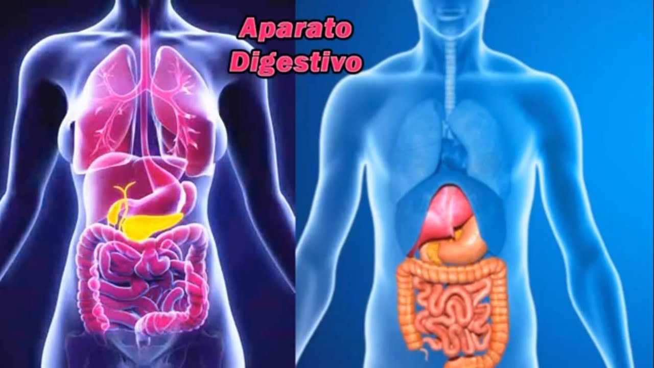 ¿CÓMO es el APARATO DIGESTIVO? - Órganos del Aparato digestivo- #digestivo #órganos #biologia