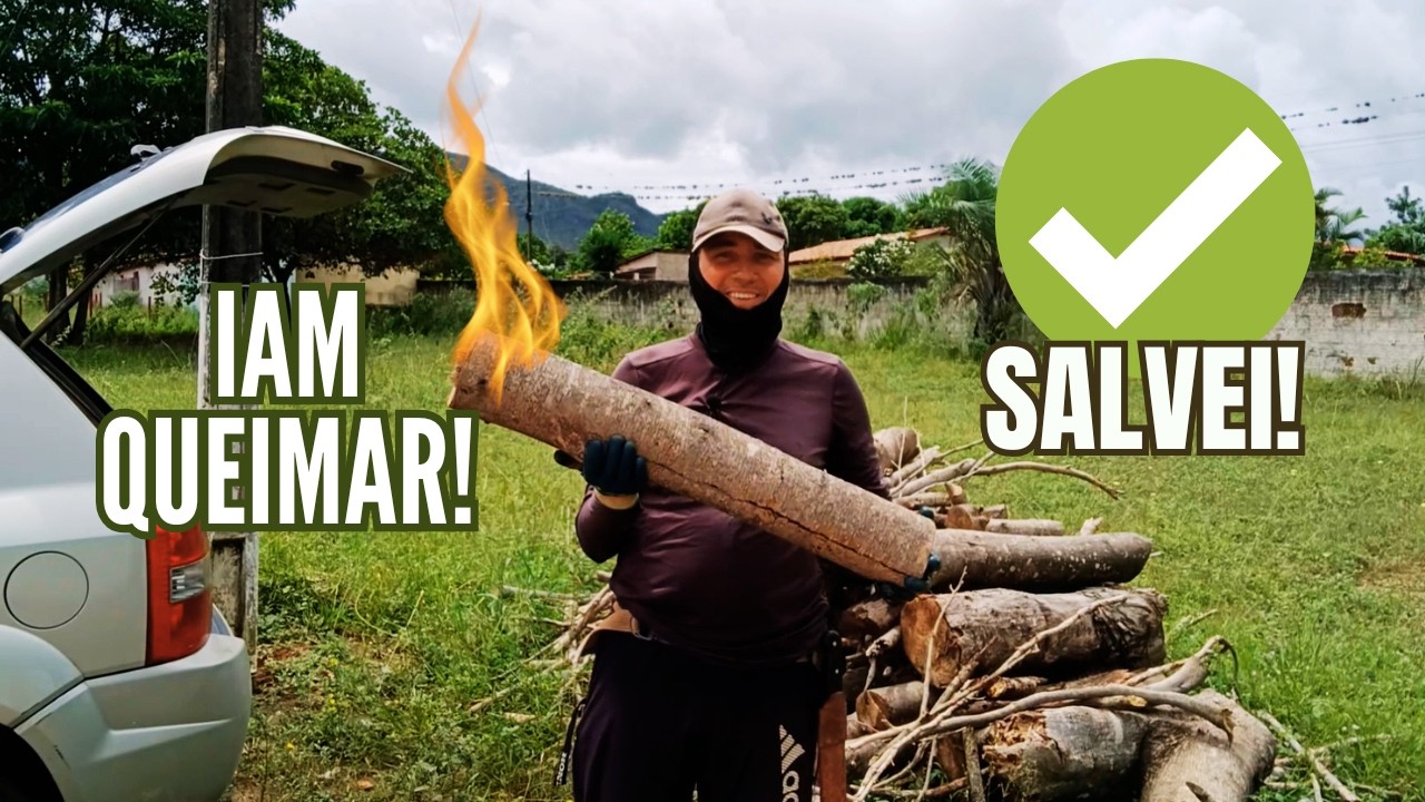 IAM QUEIMAR TUDO! Salvei essas toras para minha AGROFLORESTA